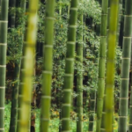 Bamboo Eco