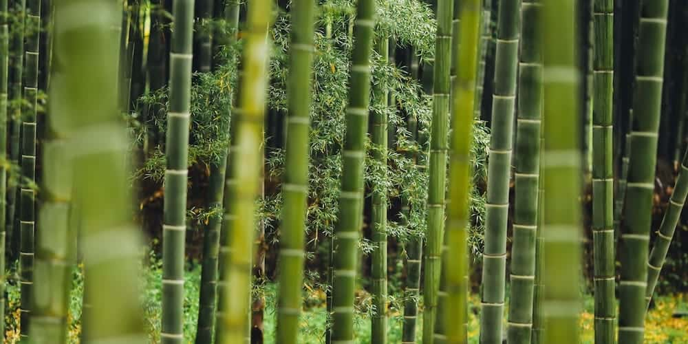Bamboo Eco